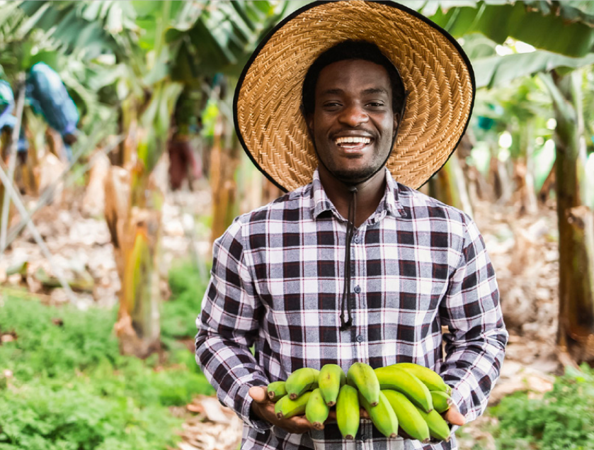 An African farmer holds out fresh fruits at a banana plantation